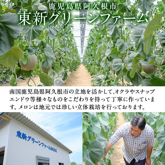 ＜先行予約受付中！2026年6月中旬以降順次発送予定＞数量限定！鹿児島県産南国グリーンメロン(2Lサイズ×2個) メロン フルーツ 果物 鹿児島 国産 青肉 ハウス ハウス栽培 期間限定 2L【東新グリーンファーム合同会社】akn062-08
