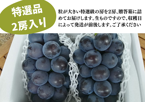 【きよとうファーム】特選 種なしピオーネ２房入/計1.3kg~ (岡山県産)【KF-B006-03】