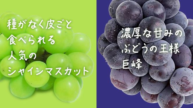 y錧vszy  ˔ z VC}XJbg &  (eP[) y2026N7{Jnz(錧ʕԗiFq) Ԃǂ  }XJbg t[c ʕ p Mtg 蕨