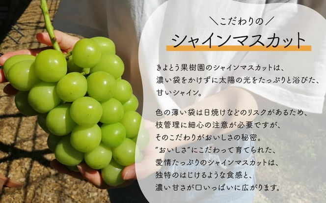 【2026年先行予約】シャインマスカット＆生産者いちおし葡萄 ２房/計1.0kg~ (岡山県産) 【KF-B010-04】