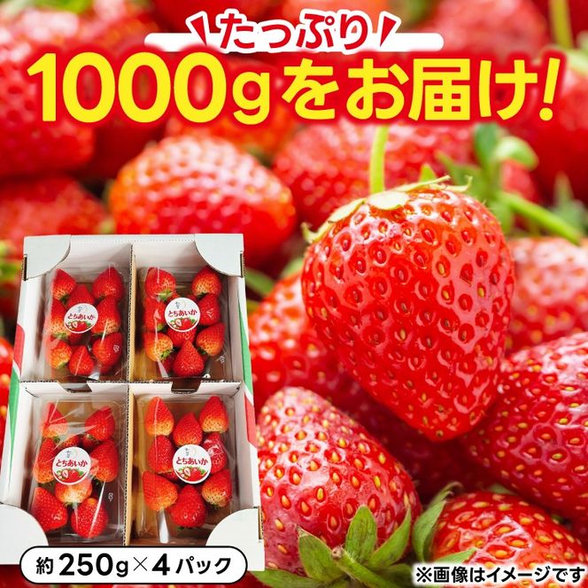 【順次発送】栃木県産 とちあいか 合計1,000g (250g以上×4パック) 農家直送 家庭用 和饗エコファーム【栃木県共通返礼品/高根沢町産】｜栃木県 ふるさと納税 いちご イチゴ 苺 果物 フルーツ とちあいか 熟成 (DW001)