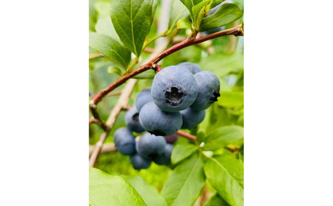 【農薬不使用】 手摘み生ブルーベリー 400g 142069_JJ001