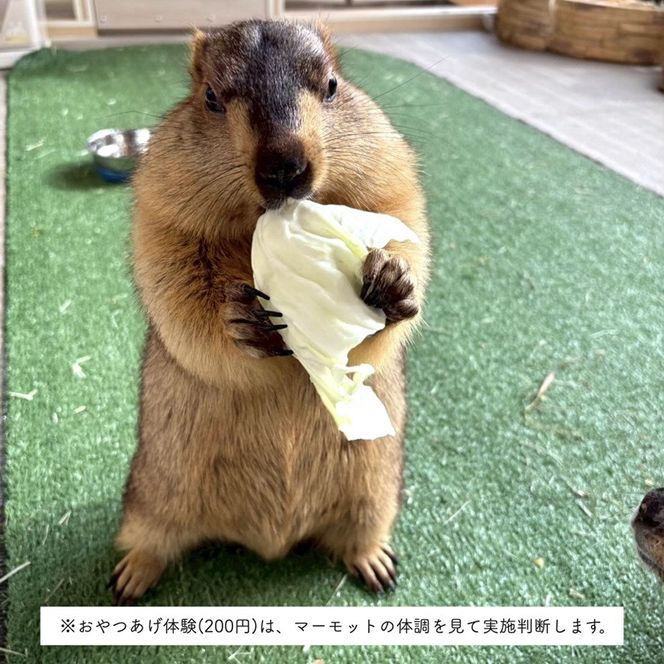 マーモット村大阪 体験チケット(ファミリーデープラン ワンドリンク＆お土産付き)｜カフェ 体験 動物 アニマルカフェ [2610]