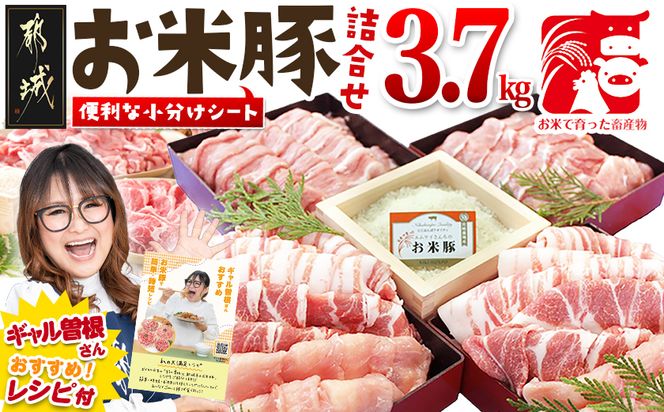 お米豚3.7kgセット_23-3101
