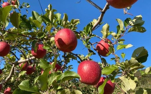 黄金（りんご）ジュース 1,000ml×6本 〈平泉町産 完熟りんご 100％使用〉/ りんご リンゴ りんごジュース リンゴジュース 林檎 果物 くだもの フルーツ 甘い 飲料 果汁飲料 大文字りんご園【dma100-1lx6B】