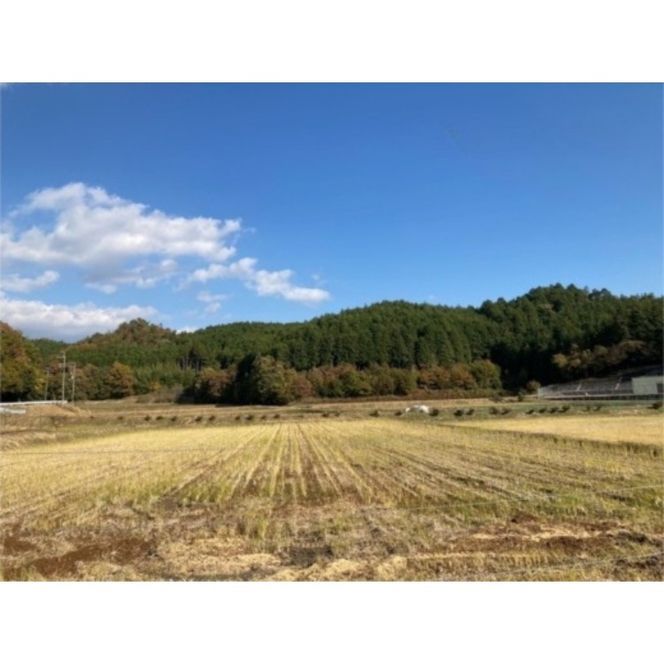 令和7年産 犬甘野産 キヌヒカリ 3kg 京都丹波 白米 産地直送 人気