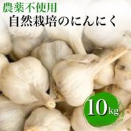 【2026年産 予約】にんにく 10kg 京都府・亀岡産 自然栽培のかたもとオーガニックファームよりお届け ※離島への発送不可 ※2026年6月下旬～10月下旬頃に順次発送予定