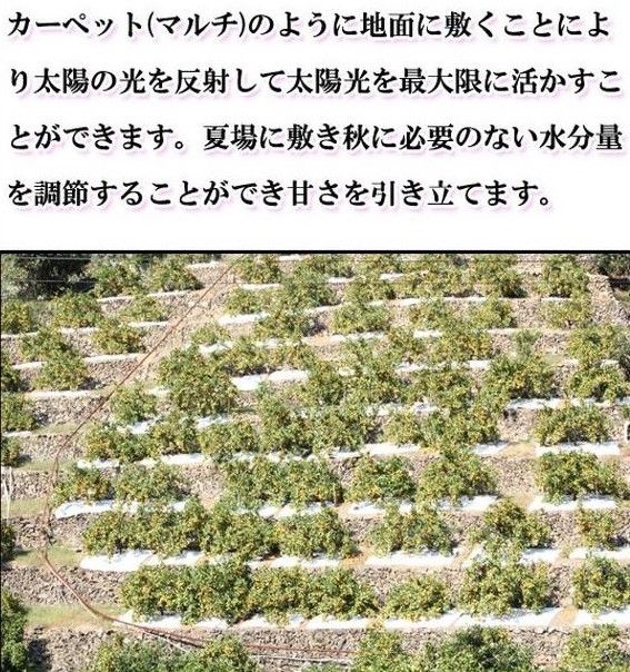 G7342_【2026年11月下旬頃より発送】高級ブランド 田村みかん 5kg【家庭用 訳あり】