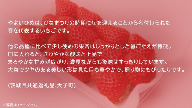 やよいひめ 大粒 250g（8～12粒）×4パック【2025年12月上旬発送開始】(茨城県共通返礼品：大子町) いちご 苺 果物 フルーツ 果実