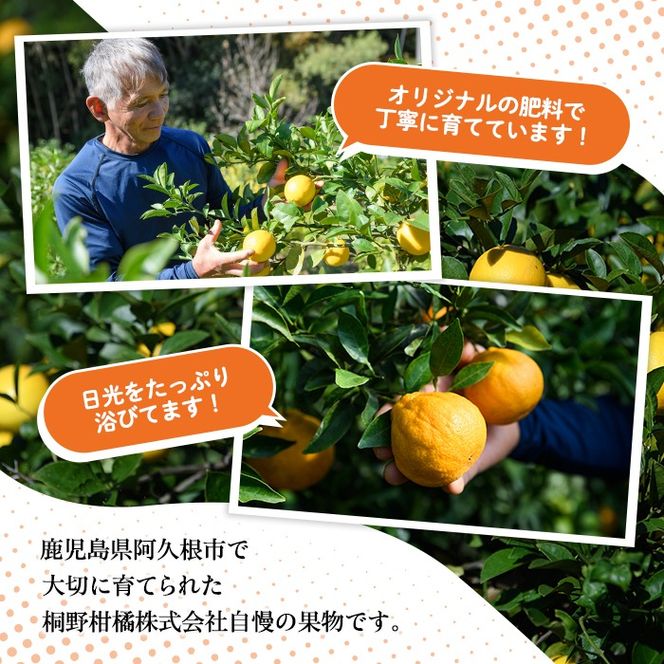 数量限定！リスボンイエローレモン(5kg) 国産 果実 果物 リスボンレモン フルーツ 檸檬 柑橘 デザート 期間限定【桐野柑橘株式会社】akn070-15