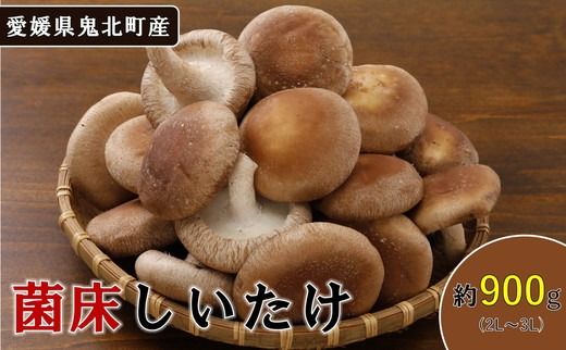 菌床しいたけ 900g（2L～3L）24個 ｜ 肉厚 収穫直後 新鮮 旨味たっぷり 菌床栽培 国産 きのこ キノコ 野菜 料理 食品 産地直送 自宅用 愛媛県鬼北町　※離島への配送不可　※2024年9月上旬～2025年7月下旬頃に順次発送予定