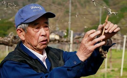 ナガノパープル 約1.3kg 2～3房 ［小布施屋］ 果物 フルーツ ぶどう 葡萄 令和7年産【2025年9月上旬～10月発送発送】 ［B-5］