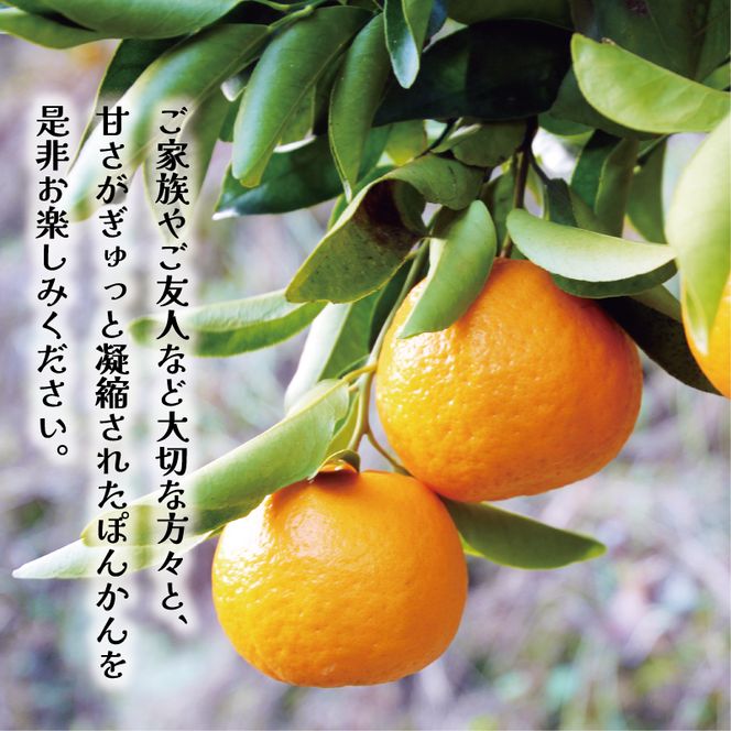 数量限定 順次発送 お試し用 訳あり ポンカン 3kg 7000円 みかん mikan 蜜柑 ミカン わけあり ぽんかん 産地直送 国産 農家直送 糖度 期間限定 特産品 ゼリー ジュース アイス 冷凍 みかん 等に 人気 限定 甘い フルーツ 果物 柑橘 ジューシー 小玉 含む 規格外 サイズ ミックス お試し 試供品 お試し品 少量 吉田農園 愛南町 愛媛県