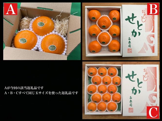 お試し規格 柑橘の大トロ ハウス せとか 厳選 小玉 3玉入 手さげ箱 × 8箱 南泰園 和歌山 有田　BS195