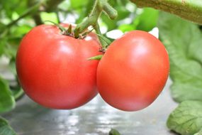 曽爾村特産 桃太郎 トマト 1kg ふるさと納税  夏 ギフト 曽爾村 とまと 産地直送  高糖度 リコピン 栄養価 美容 健康 ヘルシー 食べ物 減農薬 旬 野菜 お取り寄せ 食品