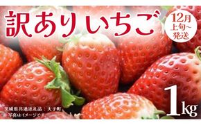 訳あり いちご 1kg【2026年12月上旬発送開始】(茨城県共通返礼品：大子町) 苺 果物 フルーツ 果実 ご家庭用