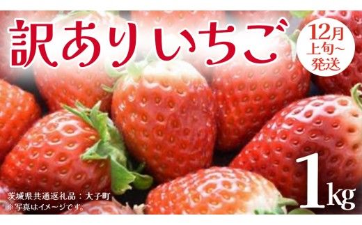 訳あり いちご 1kg【2026年12月上旬発送開始】(茨城県共通返礼品：大子町) 苺 果物 フルーツ 果実 ご家庭用
