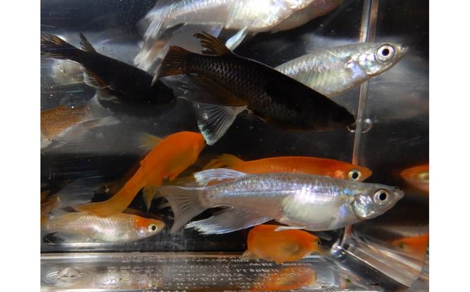 讃岐のめだかの特選めだか ミックスヒレ長めだか5ペア 372013_EX023
