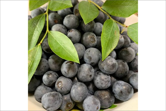 【数量限定】完熟ブルーベリー 生果 200g×2パック（栽培期間中農薬・化学肥料・除草剤不使用）（2027年7月上旬～発送）　KU00095