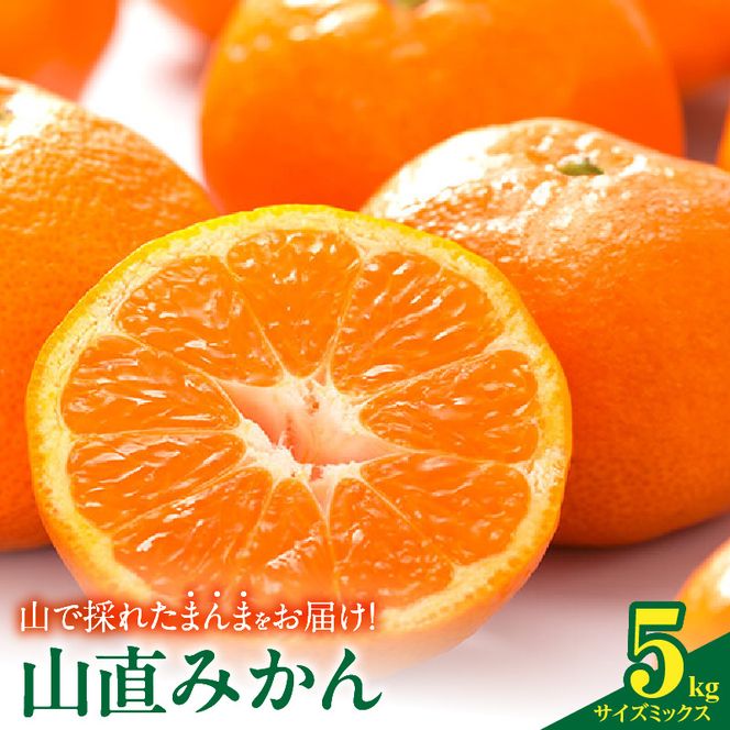 【2026年先行予約】みかん 山から直送 箱込 5kg ( 内容量 4.4kg ) 鮮度優先ごろごろ規格 和歌山県産 産地直送 家庭用 【みかんの会】_MK1038