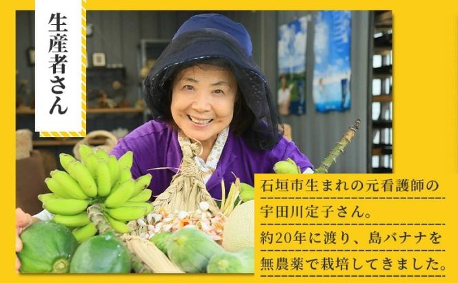 希少！特許製法で作るシリカ水で栽培する特別な「島バナナ」【ふるさと納税 沖縄県石垣市 沖縄 石垣市 石垣島 希少 無農薬 バナナ ばなな 離島のいいもの 沖縄いいもの石垣島 】OI-6