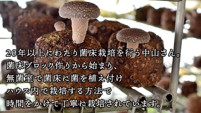 中山さん家の肉厚ジャンボしいたけ約1㎏（15枚程度）【菌床栽培】 きのこ しいたけ シイタケ 椎茸 [CH01-NT]