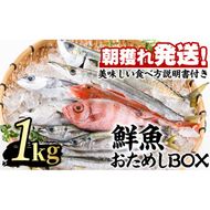 【0103213a】朝獲れ発送！鮮魚問屋が厳選した『鮮魚おためしBOX』(約1kg程度) 魚 魚介類 鮮魚 海鮮 詰め合わせ セット 刺身 天ぷら 煮つけ 塩焼き 鮮魚BOX 【江川商店】