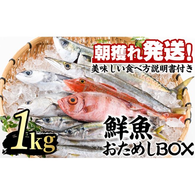 【0103213a】朝獲れ発送！鮮魚問屋が厳選した『鮮魚おためしBOX』(約1kg程度) 魚 魚介類 鮮魚 海鮮 詰め合わせ セット 刺身 天ぷら 煮つけ 塩焼き 鮮魚BOX 【江川商店】