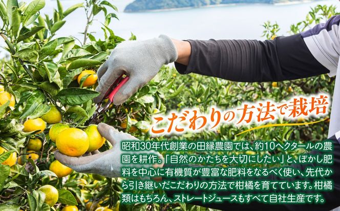 【先行予約】【家庭用】不知火 5kg ※離島への配送不可 （2027年2月10日より順次発送） IKTA035