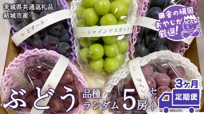 【定期便】ぶどう 品種ランダム5房セット【2026年8月から3か月連続で発送】（茨城県共通返礼品 [ぶどう]：結城市産） ブドウ 葡萄 果物 フルーツ 茨城県産 [BI434-NT]