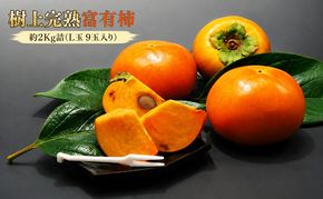 【福岡県朝倉産】もぎたて樹上完熟富有柿 木の上でじっくり熟した、みずみずしく濃厚な甘み ［一番美味しい時期にお届け］正品 白シンプル箱 L玉 9玉入り 2Kg詰