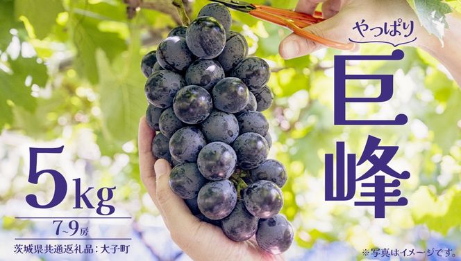 y錧vsz 5kg (7`9[) y2026N7{Jnz(錧ʕԗiFq) Ԃǂ  uhE t[c ʕ XC[c