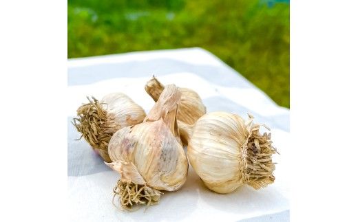 訳あり 植田ファームの自然乾燥平戸にんにく700g 〈2026年6月10日～2026年10月31日〉700グラム ニンニク ガーリック お酒 料理 醤油漬け ガーリックオイル ペペロンチーノ パスタ スパゲッティ 高知県 土佐市【株式会社植田ファーム】[BQAT005]