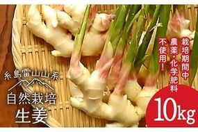 糸島産 生姜 10kg 自然栽培  糸島市 / 大石ファーム [ATE012]