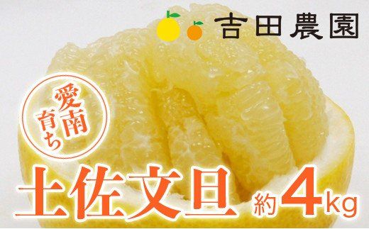 数量限定 先行予約 土佐文旦 4kg 8000円 みかん 文旦 ぶんたん 国産 産地直送 農家直送 期間限定 ビタミン 特産品 人気 限定 さわやか 甘い フルーツ 果物 果実 柑橘 蜜柑 糖度 果樹園 おいしい 愛媛 みかん ブランド オレンジ 大小 サイズ ミックス ゼリー ジュース マーマレード 果肉 歯ごたえ 先行 予約 事前 受付 吉田農園 愛南町 愛媛県