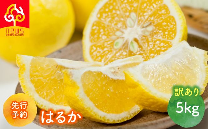 【先行予約】【訳あり】はるか5kg（2027年1月下旬より順次発送） IKTF037