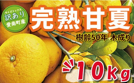数量限定 先行予約 訳あり 木成り 完熟 甘夏 10kg 7000円 樹齢 50年 みかん あまなつ 夏みかん グレープフルーツ だいだい 家庭用 事前 予約 受付 産地直送 国産 農家直送 糖度 果樹園 期間限定 特産品 ゼリー マーマレード ピール ジュース デザート 等に 人気 甘い おいしい フルーツ 果物 柑橘 蜜柑 規格外 減農薬 あいなん総合ファクトリー 愛南町 愛媛県