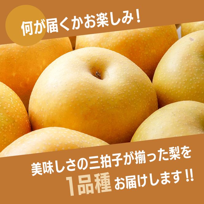 【2026年先行予約】【訳あり】梨 福袋 5kg