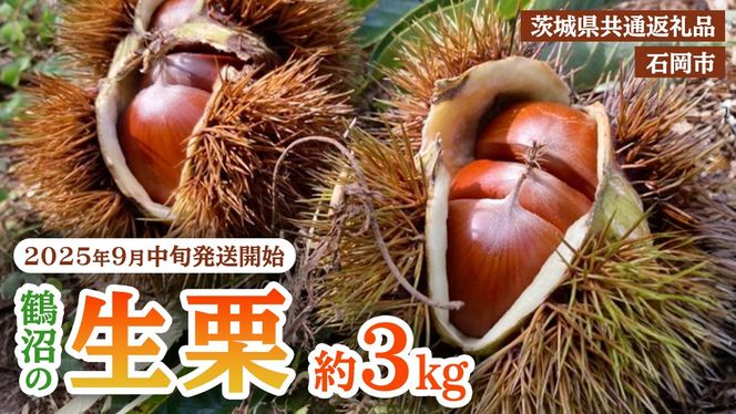 【 2025年9月中旬発送開始 】石岡 鶴沼 の 生栗 約3kg （茨城県共通返礼品：石岡市） 栗 くり クリ マロン 栗ごはん 栗ご飯 贈答 ギフト 秋の味覚 果物 フルーツ 数量限定 旬 秋 冬 正月 国産 秋 旬 旬の栗 お菓子作り 冷凍保存 先行予約 [EU003us]