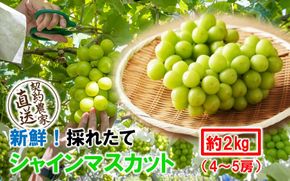 テレビで紹介されました！【先行予約】【令和8年発送】農家直送！ 新鮮！ 朝づみ シャインマスカット 2kg (4～5房) フルーツ 果物 贈答 大分県産 採れたて_2537R-3