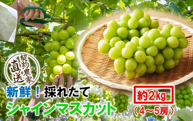 テレビで紹介されました！【先行予約】【令和8年発送】農家直送！ 新鮮！ 朝づみ シャインマスカット 2kg (4～5房) フルーツ 果物 贈答 大分県産 採れたて_2537R-3