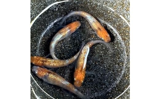 めだかさんミックス 計7匹（5匹＋死着保証2匹）（品種おまかせ） ｜ めだか メダカ 改良 飼育 生体 観賞魚 魚 ペット おまかせ ミックス ※2026年4月上旬～10月下旬頃に順次発送予定 ※北海道・沖縄・離島への配送不可