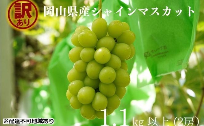 訳あり シャインマスカット 2房 合計1.1kg以上 産地直送 朝採れ ぶどう 葡萄 シャイン マスカット 岡山 Kawahara Green Farm 2026年