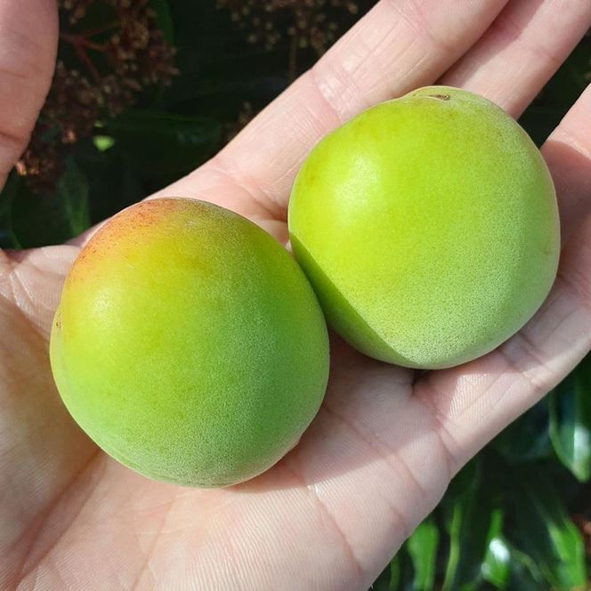 青梅 約3kg 訳あり 紀州南高梅 シロップ・梅酒・梅干し用など 和歌山県有田産 2026年5月下旬～7月上旬発送予定   CE060