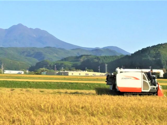 米 令和8年産 はれわたり 白米 15kg (5kg×3袋) 精米 こめ お米 おこめ コメ ご飯 ごはん 特A 特A米 令和8年 山下農園 青森 青森県 鯵ヶ沢町