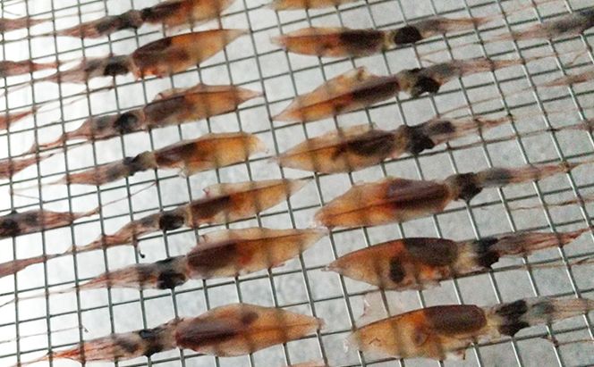 無添加 ホタルイカ素干し 38g×5袋 魚貝類 加工食品 