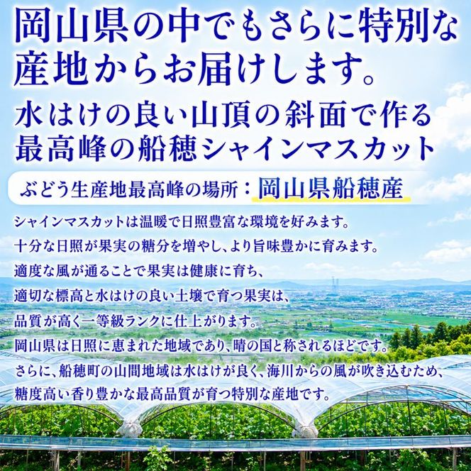 ぶどう 2026年 先行予約【2回定期便】 プレミアムシャインマスカット 晴王 2房 約1.4kg 人気 岡山県船穂産 赤秀品 種無し 皮ごと食べる みずみずしい9月10月お届け ハレノフルーツ