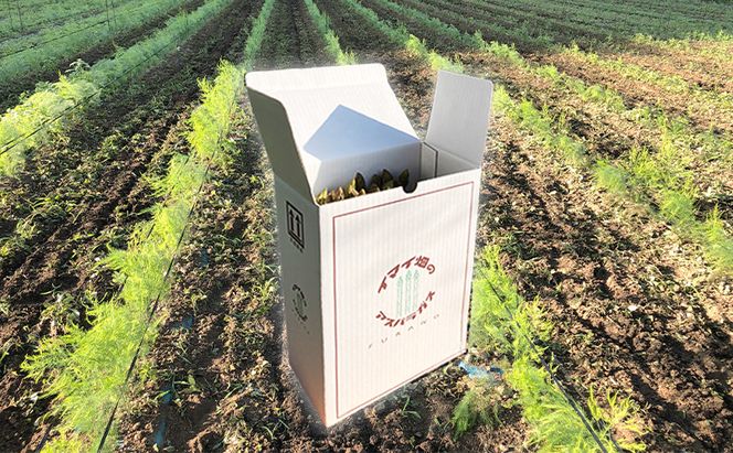【2026年5月～発送】半農半画家 イマイ畑 自慢の≪アスパラガス 1kg M-2Lサイズ混合≫ 露地栽培 北海道 富良野市 (イマイカツミ) 野菜 アスパラ 健康 太い 安心 道産 産地直送