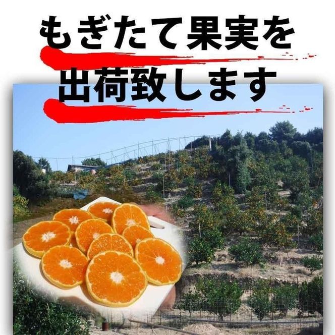 せとか みかんの大トロ 約5kg 訳あり ブランド 和歌山 有田みかん 農家直送 オレンジ フルーツ 果物 CE059