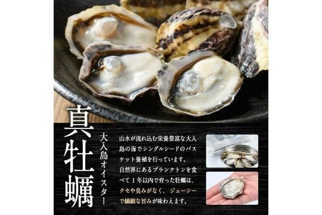 真ガキ 大入島オイスター (約2.6kg) 牡蠣 かき カキ 貝 海鮮 魚介類 冷蔵 生食可 シングルシード 養殖 大分県 佐伯市【ED09】【(合)新栄丸】